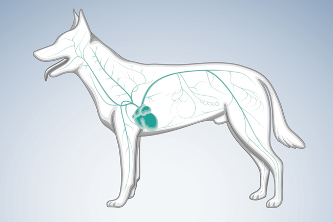 Pet iv supplies sale